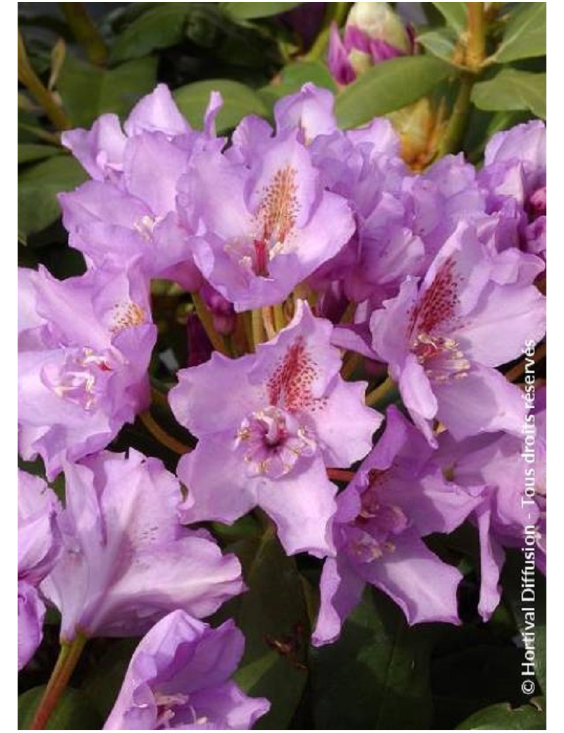RHODODENDRON hybride FASTUOSUM PLENUM (Rhododendron)