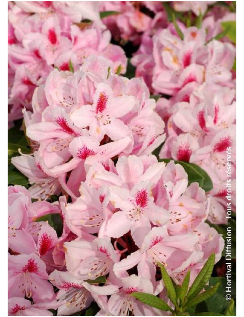 RHODODENDRON hybride FURNIVALL'S DAUGHTER (Rhododendron)