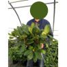 RHODODENDRON hybride GERMANIA (Rhododendron) En pot de 7-10 litres forme buisson