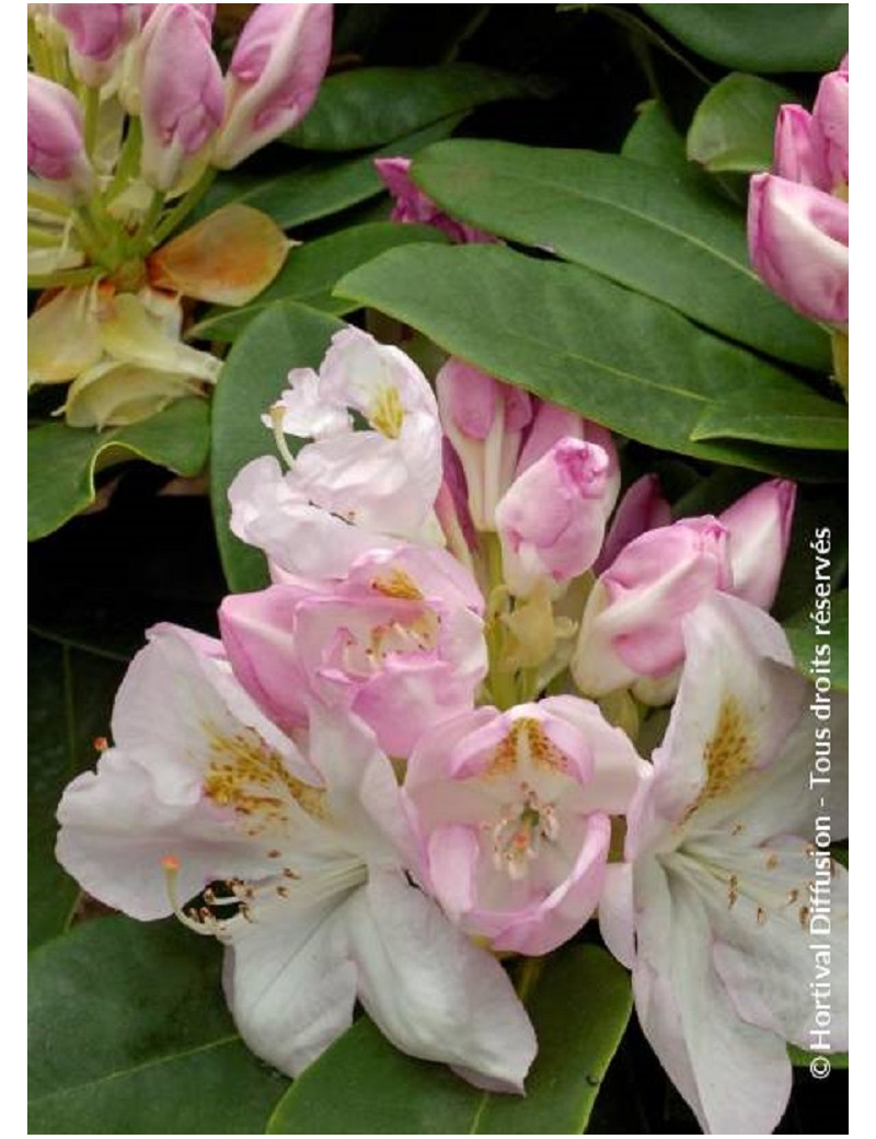 RHODODENDRON hybride GOMER WATERER (Rhododendron)