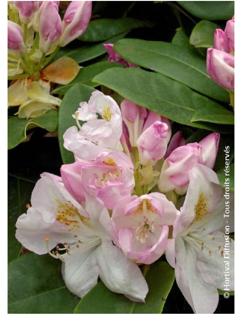 RHODODENDRON hybride GOMER WATERER (Rhododendron)