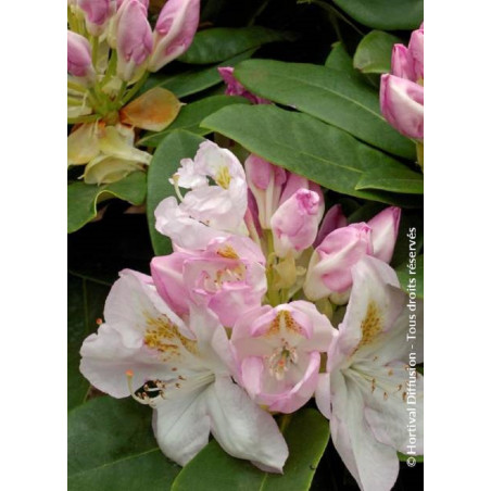 RHODODENDRON hybride GOMER WATERER (Rhododendron)