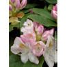 RHODODENDRON hybride GOMER WATERER (Rhododendron)