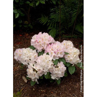 RHODODENDRON hybride GOMER WATERER (Rhododendron)