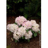 RHODODENDRON hybride GOMER WATERER (Rhododendron)