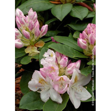 RHODODENDRON hybride GOMER WATERER (Rhododendron)