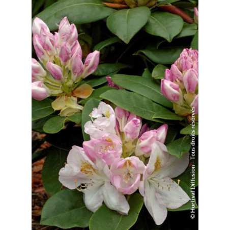RHODODENDRON hybride GOMER WATERER (Rhododendron)