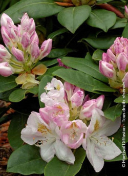 RHODODENDRON GOMER WATERER