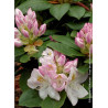 RHODODENDRON hybride GOMER WATERER (Rhododendron)