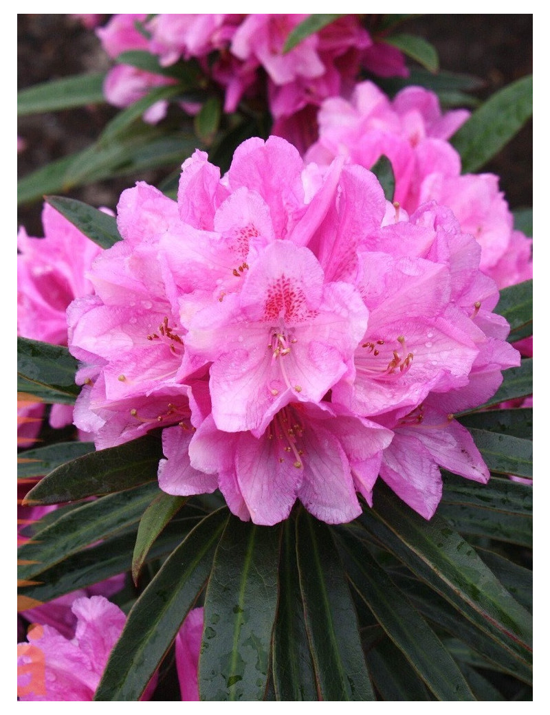 RHODODENDRON hybride GRAZIELLA (Rhododendron)