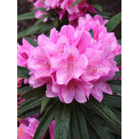 RHODODENDRON hybride GRAZIELLA (Rhododendron)