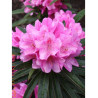 RHODODENDRON hybride GRAZIELLA (Rhododendron)