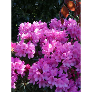 RHODODENDRON hybride GRAZIELLA (Rhododendron)