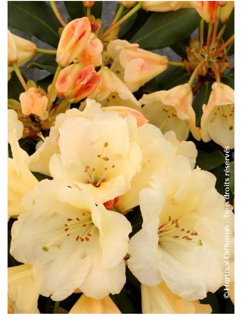 RHODODENDRON hybride HORIZON MONARCH (Rhododendron)