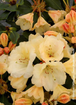 RHODODENDRON HORIZON MONARCH