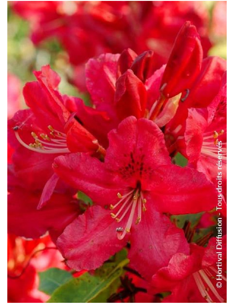 RHODODENDRON hybride HUGH KOSTER (Rhododendron)