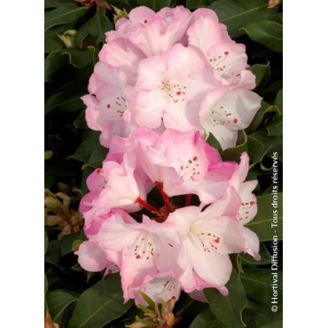 RHODODENDRON hybride LEM'S MONARCH (Rhododendron)