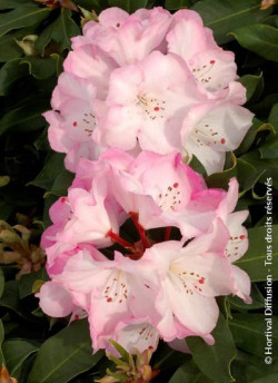 RHODODENDRON LEM'S MONARCH