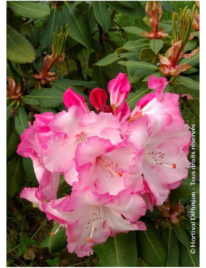 RHODODENDRON hybride LEM'S MONARCH (Rhododendron)