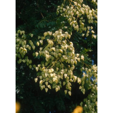 KOELREUTERIA paniculata (Savonnier)