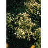 KOELREUTERIA paniculata (Savonnier)