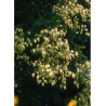 KOELREUTERIA paniculata