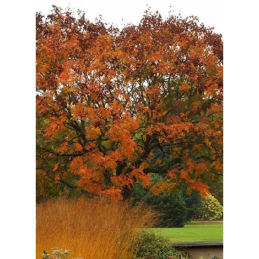 KOELREUTERIA paniculata (Savonnier)