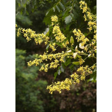 KOELREUTERIA paniculata (Savonnier)