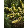 KOELREUTERIA paniculata