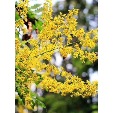 KOELREUTERIA paniculata (Savonnier)