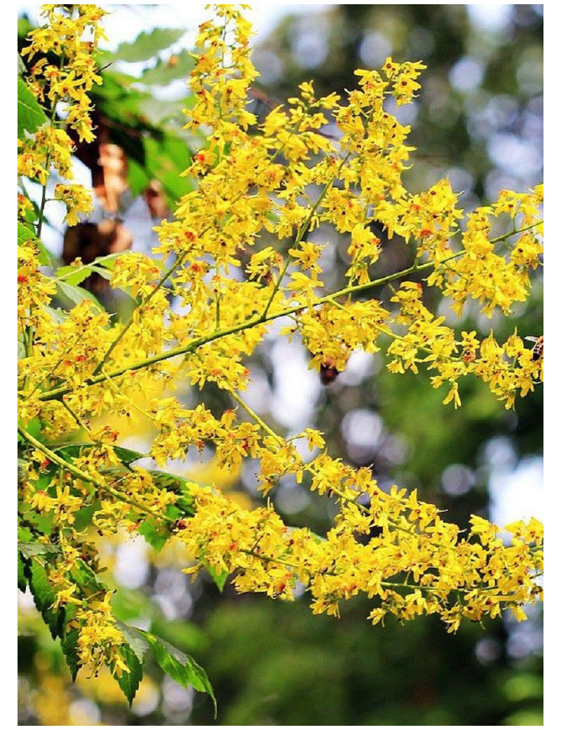 KOELREUTERIA paniculata (Savonnier)