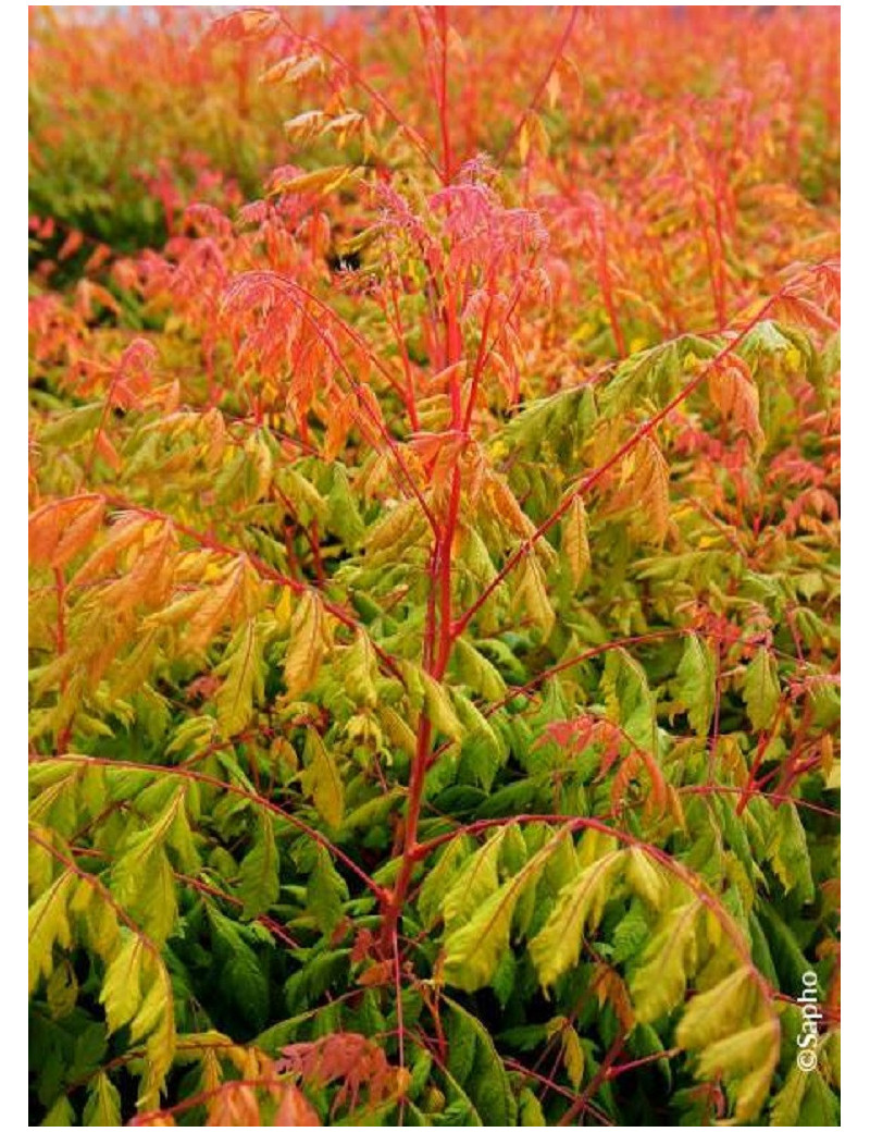 KOELREUTERIA paniculata CORAL SUN cov (Savonnier Coral sun)