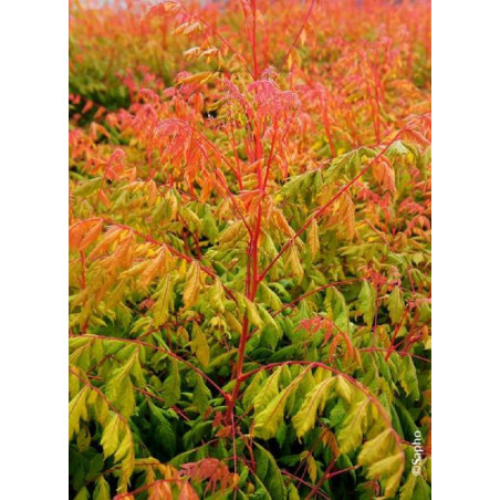 KOELREUTERIA paniculata CORAL SUN cov (Savonnier Coral sun)