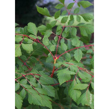 KOELREUTERIA paniculata CORAL SUN cov (Savonnier Coral sun)