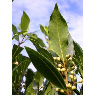 LAURUS nobilis (Laurier sauce, Laurier noble)