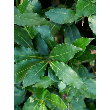 LAURUS nobilis (Laurier sauce, Laurier noble)