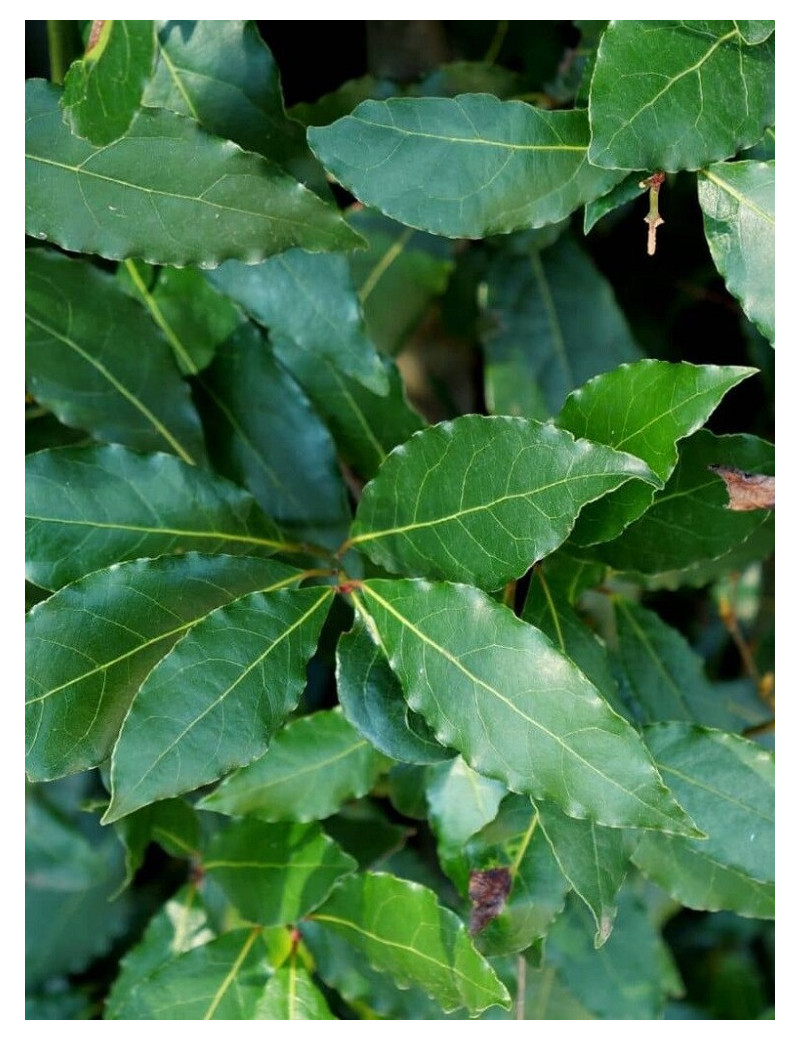 LAURUS nobilis (Laurier sauce, Laurier noble)