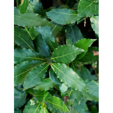 LAURUS nobilis (Laurier sauce, Laurier noble)