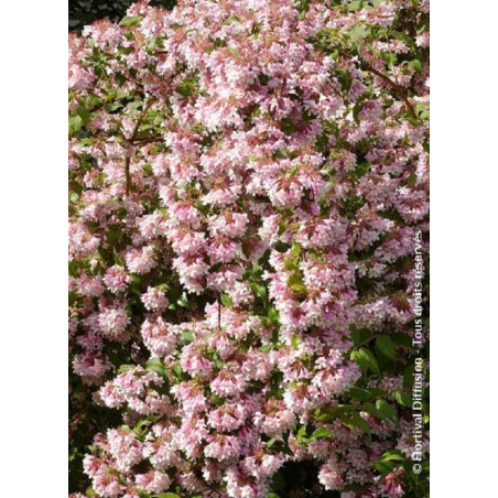 KOLKWITZIA amabilis Pink Cloud (Buisson de beauté Pink Cloud)
