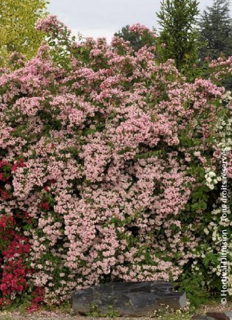 Kolkwitzia amabilis 'Pink Cloud' - Vente plant buisson de beauté