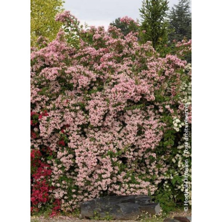KOLKWITZIA amabilis Pink Cloud (Buisson de beauté Pink Cloud)