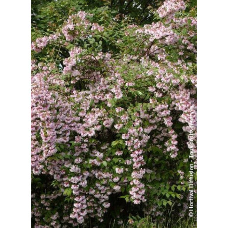 KOLKWITZIA amabilis Pink Cloud (Buisson de beauté Pink Cloud)