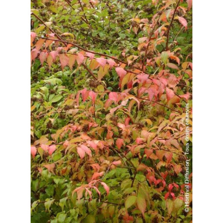KOLKWITZIA amabilis Pink Cloud (Buisson de beauté Pink Cloud)