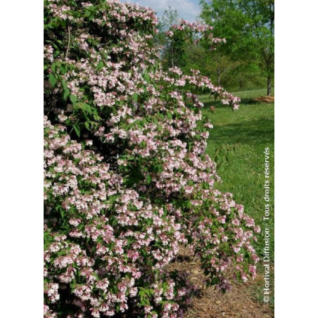 KOLKWITZIA amabilis Pink Cloud (Buisson de beauté Pink Cloud)