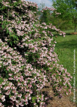 KOLKWITZIA amabilis Pink Cloud