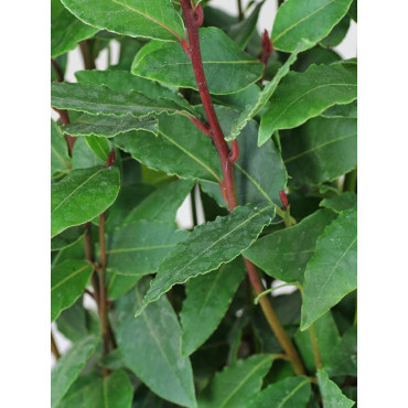 LAURUS NOBILIS (Laurier sauce, laurier noble - arbre)