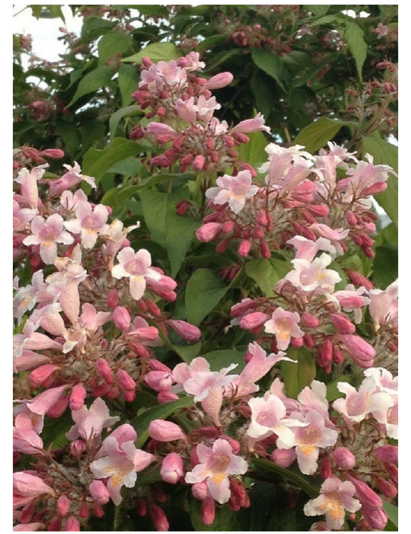 KOLKWITZIA amabilis Pink Cloud (Buisson de beauté Pink Cloud)