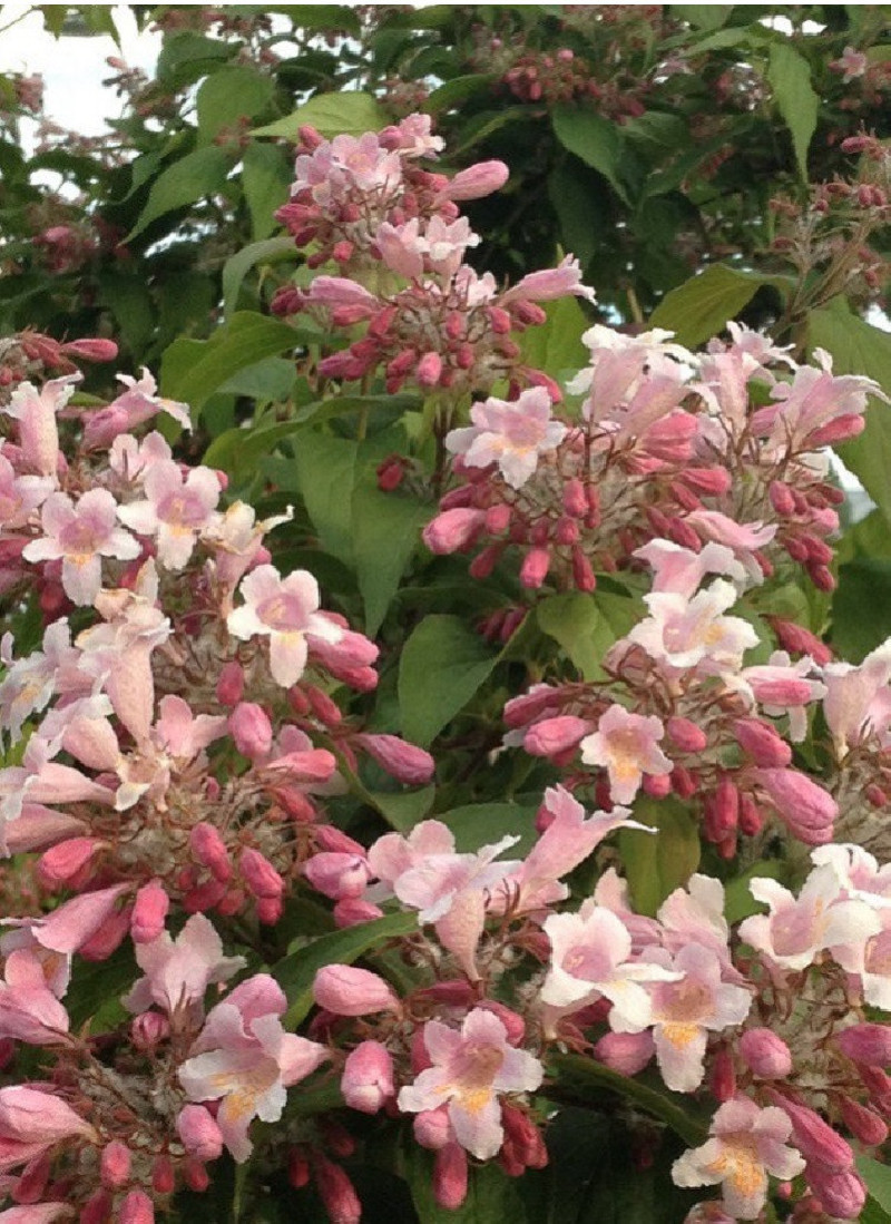 KOLKWITZIA amabilis Pink Cloud