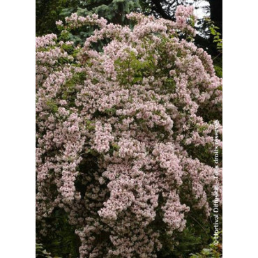 KOLKWITZIA amabilis Pink Cloud (Buisson de beauté Pink Cloud)