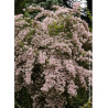 KOLKWITZIA amabilis Pink Cloud (Buisson de beauté Pink Cloud)